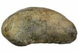 Fossil Whale Ear Bone - Miocene #109257-1